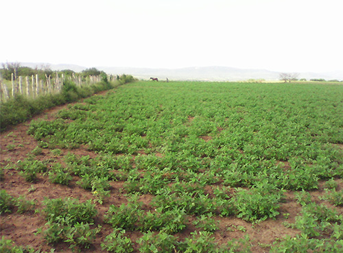 emater-e-embrapa-avaliam-cultivo-de-amendoim-em-itabaiana-1.jpg