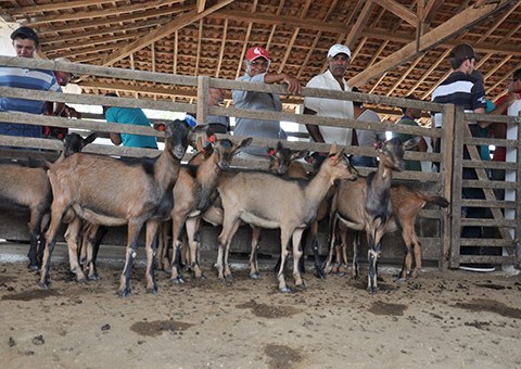 Emater-promove-dia-de-campo-sobre-caprinos-para-200-agricultores-apoiados-pelo-Procase-6.jpg Emater-promove-dia-de-campo-sobre-caprinos-para-200-agricultores-apoiados-pelo-Procase-6.jpg
