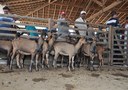 Emater-promove-dia-de-campo-sobre-caprinos-para-200-agricultores-apoiados-pelo-Procase-6.jpg