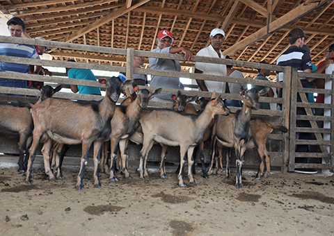 Emater-promove-dia-de-campo-sobre-caprinos-para-200-agricultores-apoiados-pelo-Procase-6.jpg