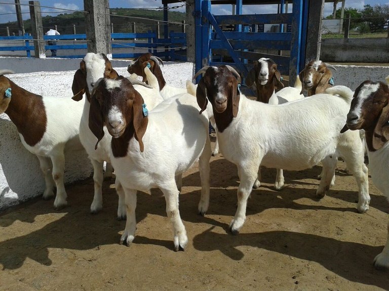 caprinos 23-.jpg