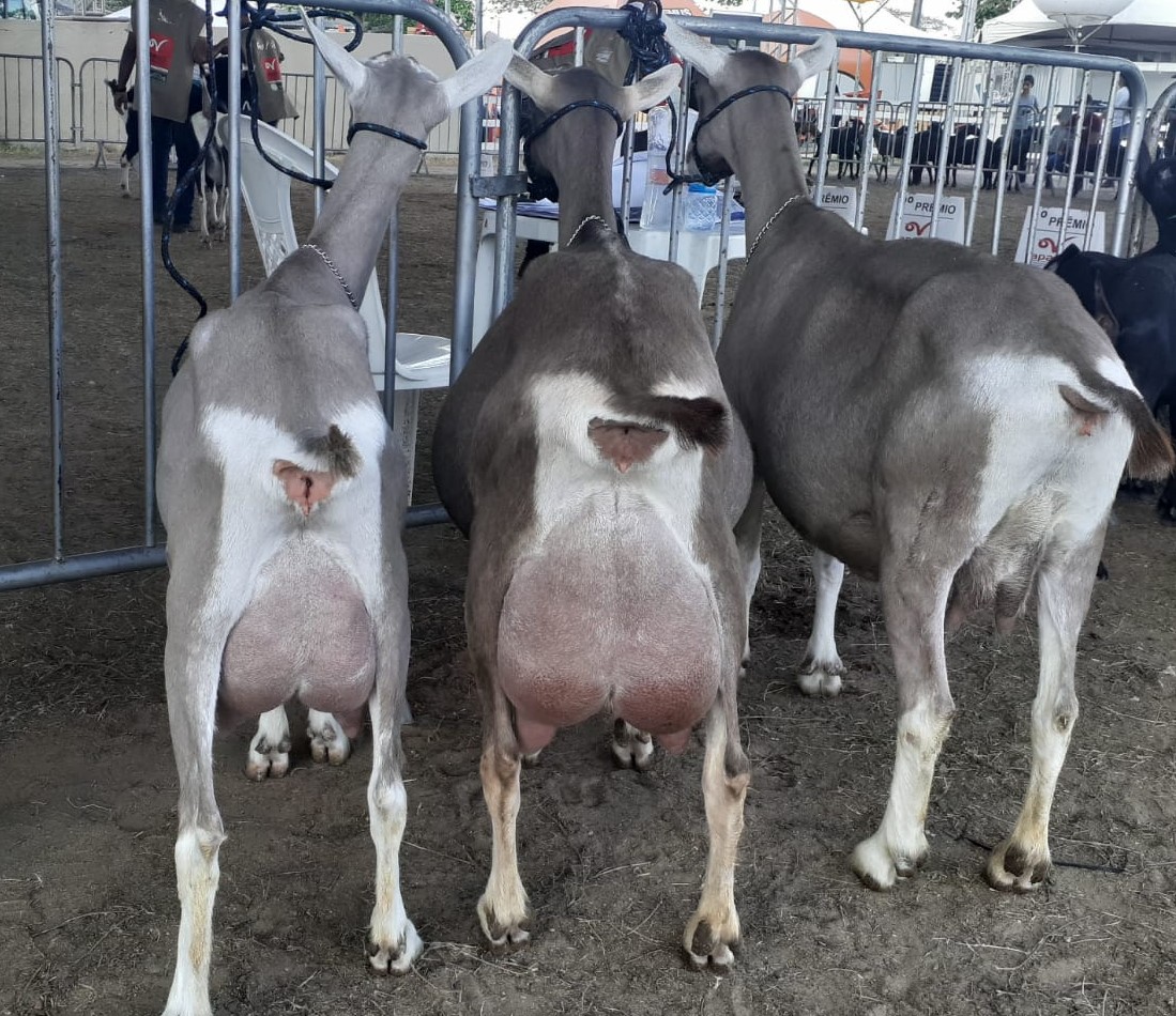 Festival Caprinos 29-04.jpg