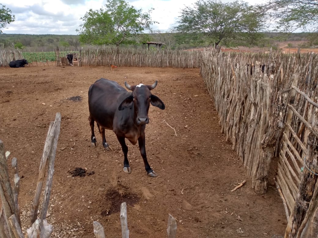 Festival Leite foto 29-04.jpg