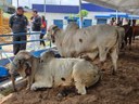 EXPO-UMBUZEIRO-2-29-04.jpg