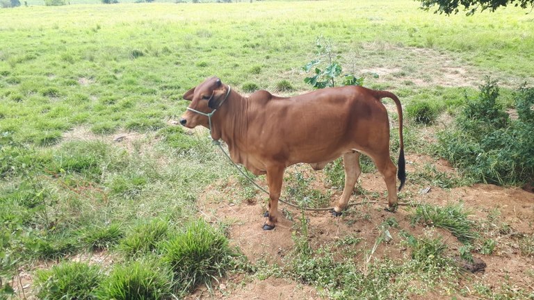 Sindi 01-11.jpg