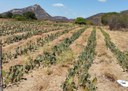 dia de campo6 15-12.jpg