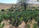 19_09_19 Empaer realiza Dia Especial sobre cultivo de palma forrageira em Água Branca (2).jpg