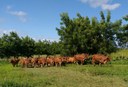 vacinação empaer 2 18-04.jpg