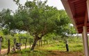 Planta Umbuzeiro1 07-05 2019_portal.jpg