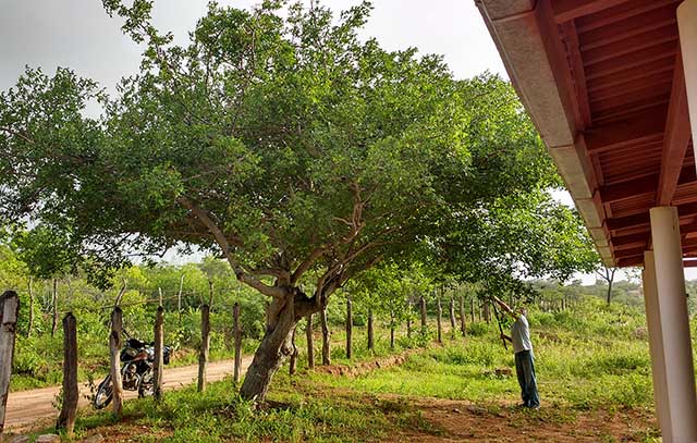 Planta Umbuzeiro1 07-05 2019_portal.jpg