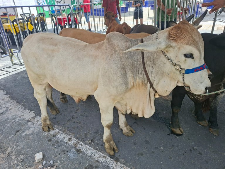 2a Expo Agro Peixe - Boqueirão Bovino.jpeg
