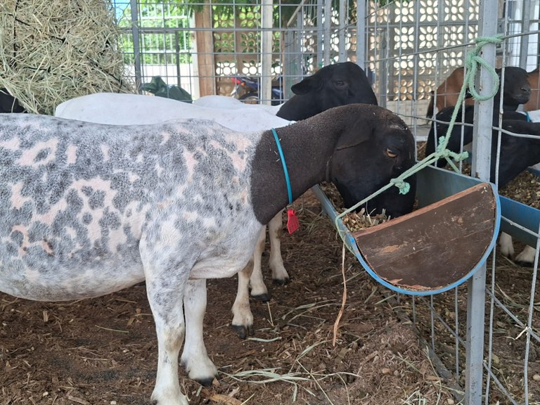 2a Expo Agro Peixe - Boqueirão Caprinos.jpeg