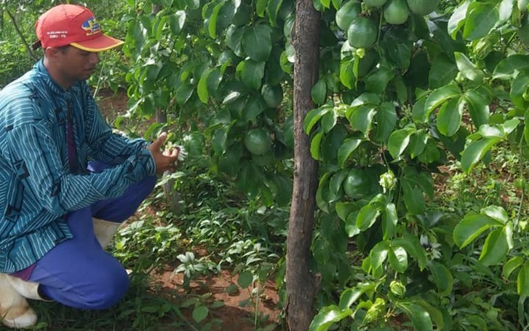 Emater Juru 60 produtores aumentam renda cultivando maracuja 1.jpg Emater Juru 60 produtores aumentam renda cultivando maracuja 1.jpg