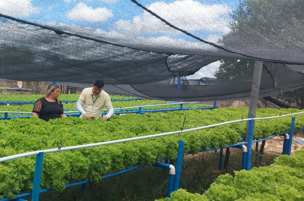 SOUSA Hidroponia 0.jpg