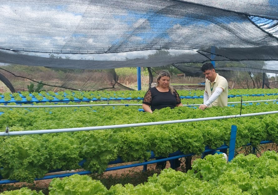 SOUSA Hidroponia 1.jpg