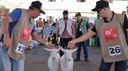 Cabra Rainha Exposição Foto -Divulgação.jpg
