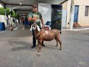 8a Festa da Cabra Rainha - Município de Santo André.jpg