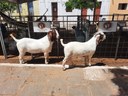 8a Festa da Cabra Rainha - Santo André.jpg