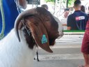 Animal Exposto - 8a Festa da Cabra Rainha.jpg