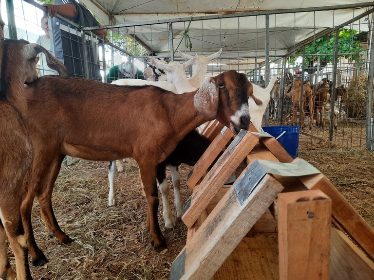Animais exposição Caturité.jpg