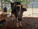 Bovino na exposição em Caturité.jpg