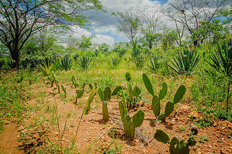 gira mundo professor projetos de educacao ambiental_foto daniel medeiros (3).jpg