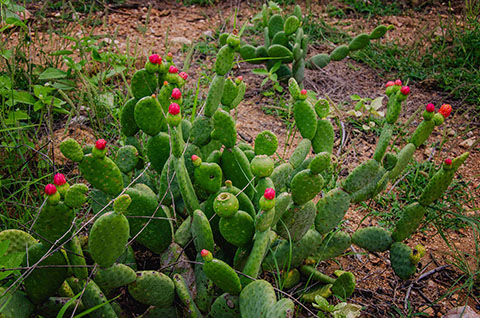 gira mundo professor projetos de educacao ambiental_foto daniel medeiros (9).jpg