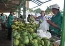 12_07_19 Governo instalou oito feiras do produtor em 2019 e programa será estendido para outros municíp (3).JPG