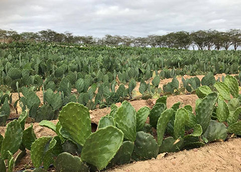 05_02_19 Governo amplia pesquisa sobre produção de palma para ração animal.jpg