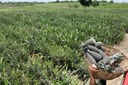 Governo apoia produçao do abacaxi organico em Itapororoca (1).JPG