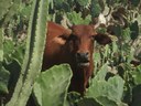 A prática do pastejo animal no plantio de palma na Fazenda Mandacaru.JPG