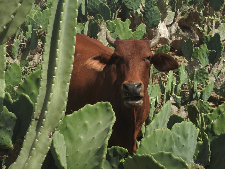 A prática do pastejo animal no plantio de palma na Fazenda Mandacaru.JPG
