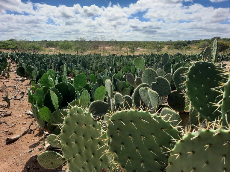 Plantio de palma - Fazenda Mandacaru - Agropalma.jpg