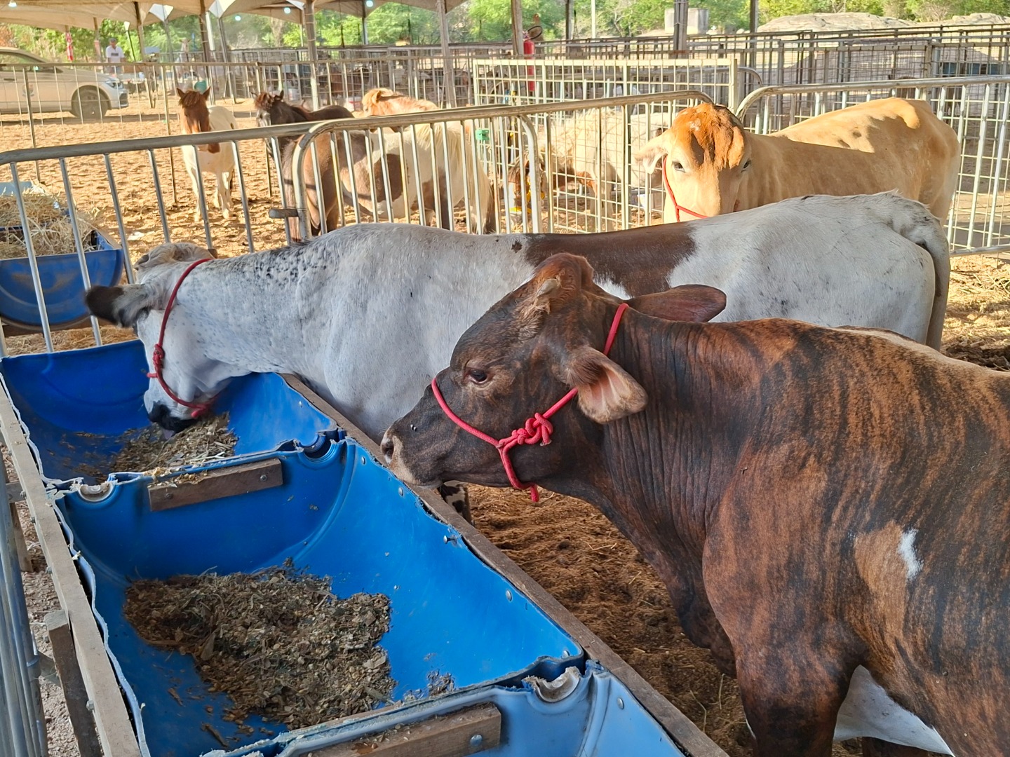 Expo Patos - Mini Gado.jpg