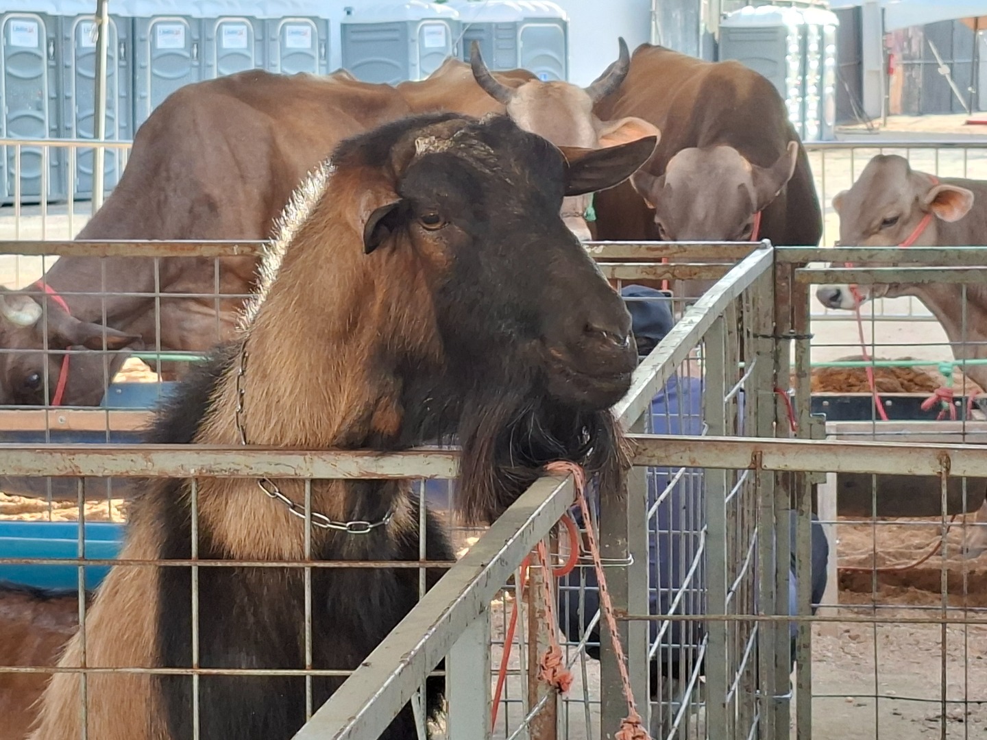 Exposição de Animais - Expo Patos.jpg