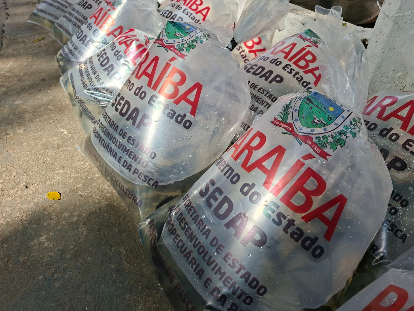 Alevinos - Programa da Piscicultura.jpg