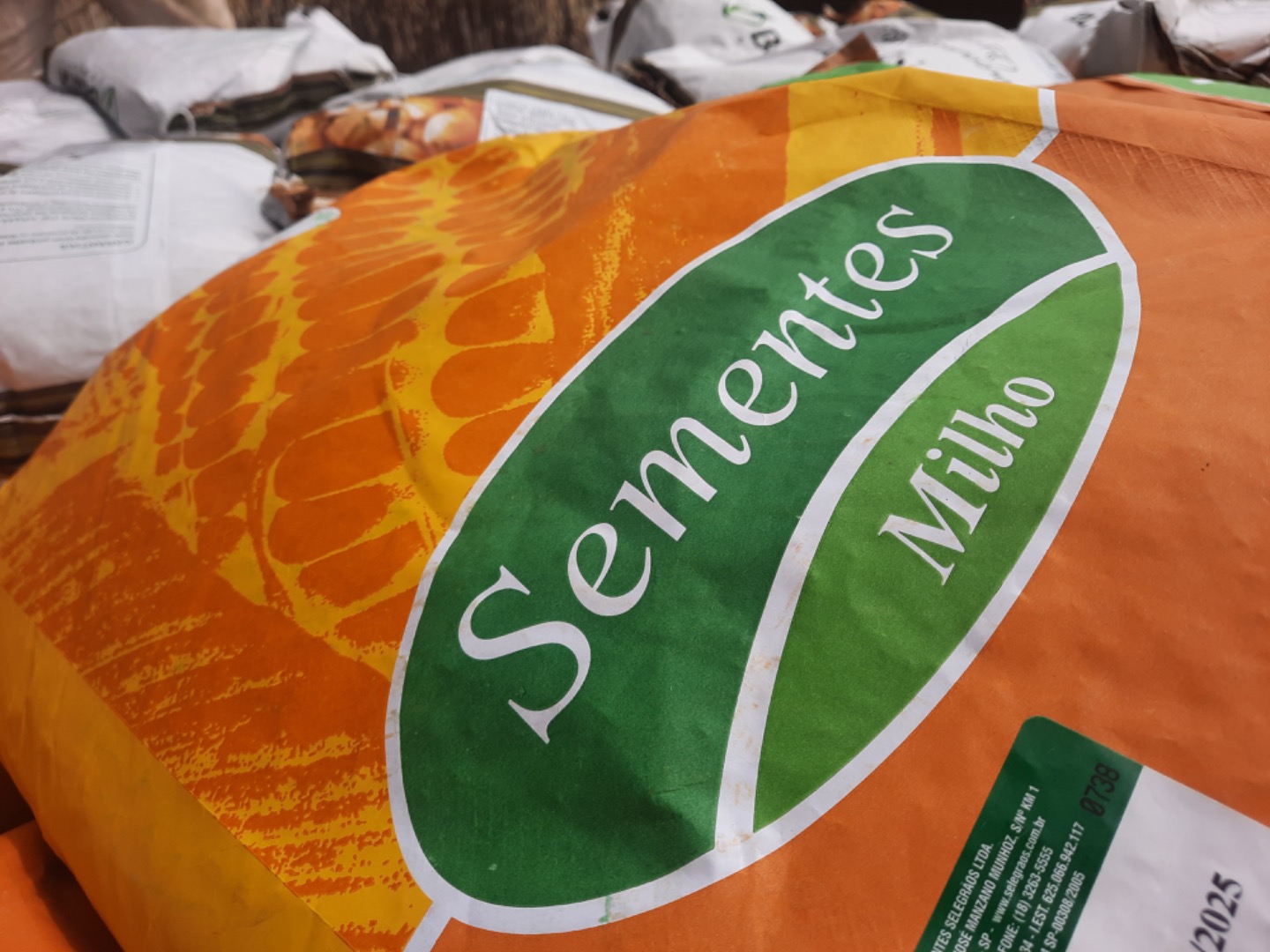 Sementes de milho.jpg