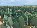 Palma plantio (1).jpeg