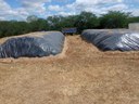 Silagem-Veludo2OK 07-08.jpg