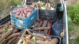 batata_macaxeira-270x151.jpg