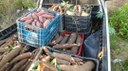 batata_macaxeira-270x151.jpg