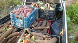 batata_macaxeira-270x151.jpg