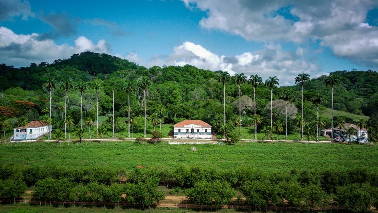 gado sindi estação.jpg