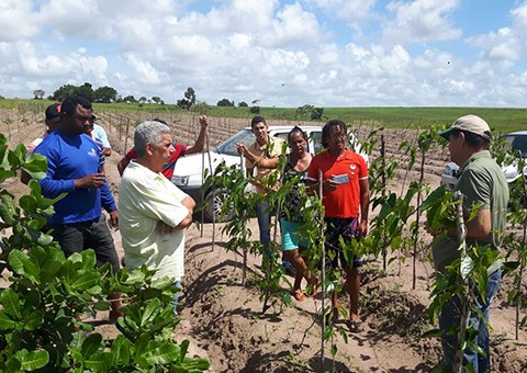emater-incentiva-producao-de-inhame-agroecologico-em-areas-indigenas-3.jpg