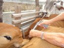 vacinacao-contra-febre-aftosa-1.jpg