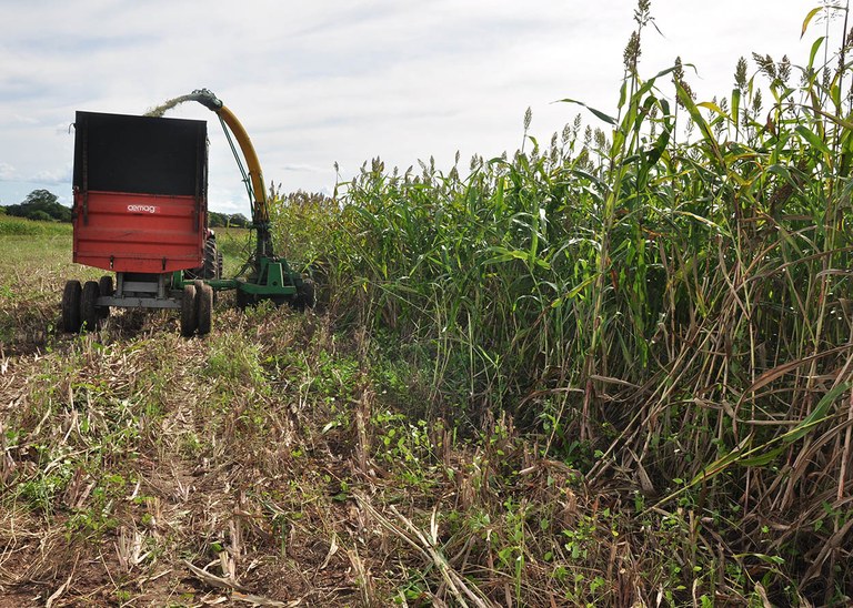 03_06_19 Criadores do Sertão armazenam sorgo em silagem para alimentar rebanho na seca (3).JPG 03_06_19 Criadores do Sertão armazenam sorgo em silagem para alimentar rebanho na seca (3).JPG