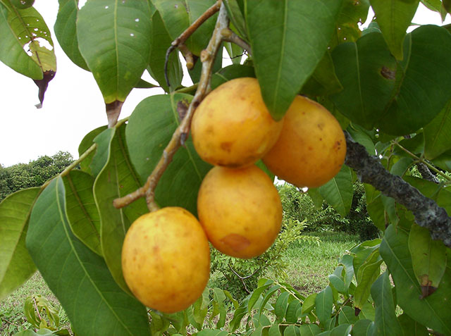 Foto Fruto Cajá_portal.jpg