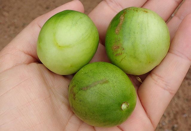 Fruto Umbu portal.jpg