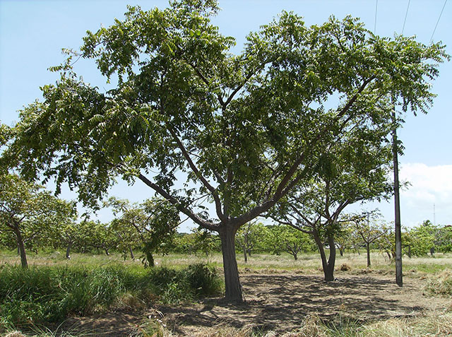 Planta Cajazeira portal.jpg