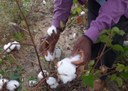 22_07_19 GOVERNO INVESTE NA RETOMADA DO ALGODÃO E PROMOVE DIA DE CAMPO PARA ATRAIR AGRICULTOR (2).jpg